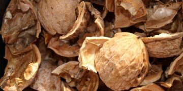 Для чего автомастерские скупают скорлупу от грецких орехов: что за секрет такой