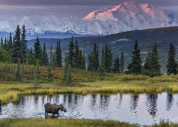 Золото за Аляску: почему эти деньги так и не дошли до России