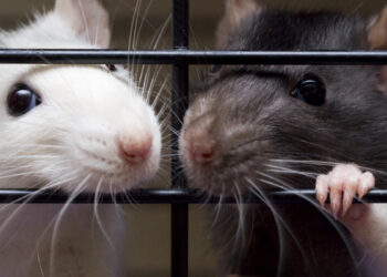 Что произошло с крысами, которым вживили человеческий мозг