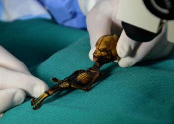 Раскрыта тайна гуманоида ростом 15 см