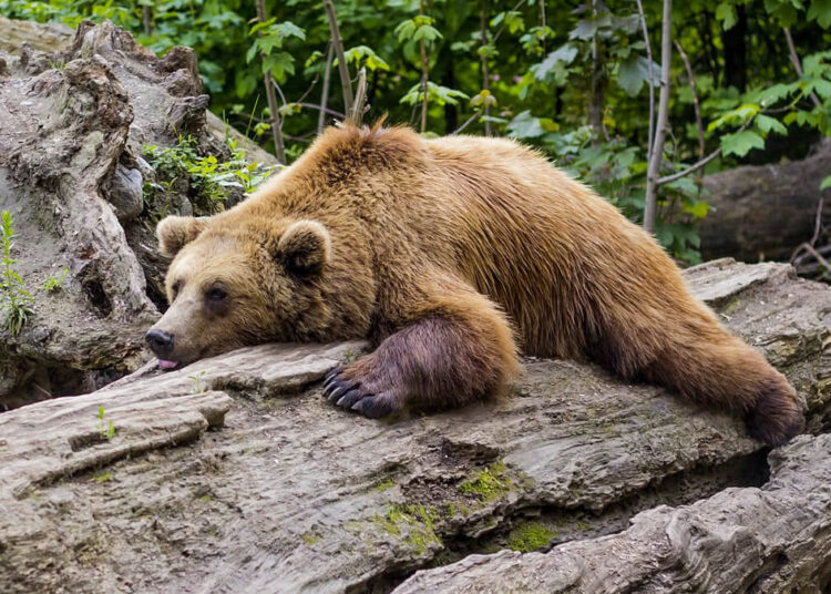 Откуда пошла странная русская забава драться с медведем