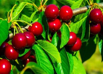 Чем ни в коем случае нельзя удобрять вишню