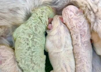 Владелец собаки очень удивился, когда она родила зеленого щенка. Реальные фото