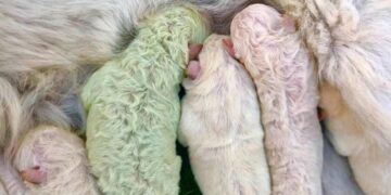 Владелец собаки очень удивился, когда она родила зеленого щенка. Реальные фото