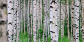 Почему русские люди всегда с опаской относились к березам