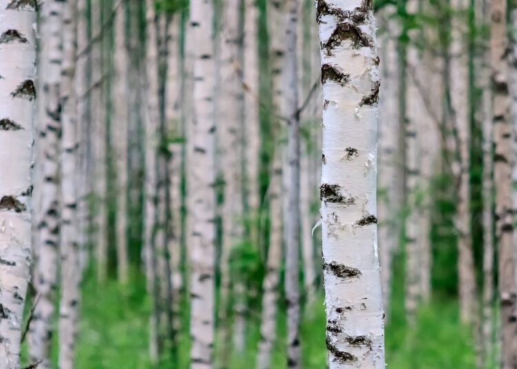 Почему русские люди всегда с опаской относились к березам