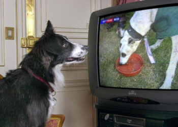 Что кошки и собаки видят на экране телевизора: удивительное открытие ученых