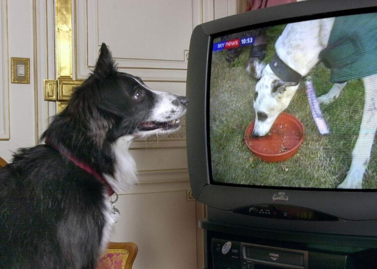 Что кошки и собаки видят на экране телевизора: удивительное открытие ученых