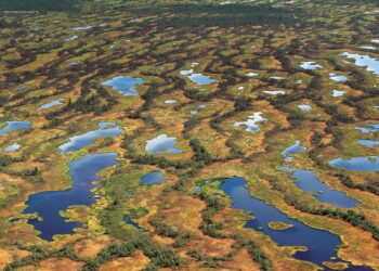 Самая большая топь на планете: почему ученые со всего мира стремятся к Васюганским болотам