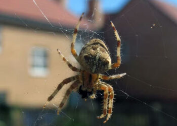 Арахнолог рассказал, опасны ли домашние пауки