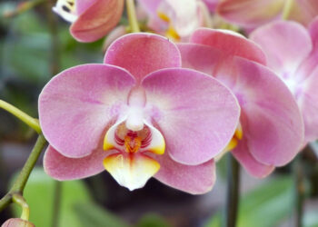 Орхидея в доме – на благо или к несчастью? Смотря где поставить