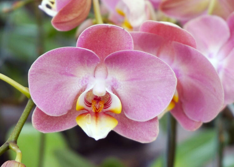 Орхидея в доме – на благо или к несчастью? Смотря где поставить