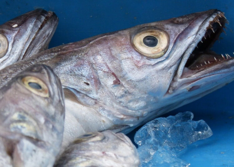 Почему хек продают тушкой, без головы