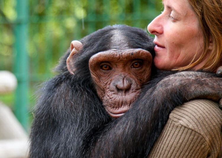 Кто родится от обезьяны и человека: ответ ученых