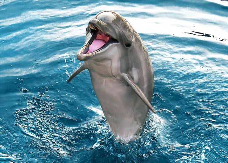Каким скандалом закончился эксперимент NASA по обучению дельфинов