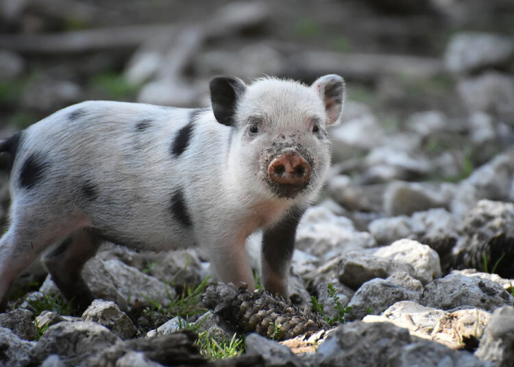 Стадо коров сжалилось над потерявшимся кабаненком и усыновило его. Реальные фото